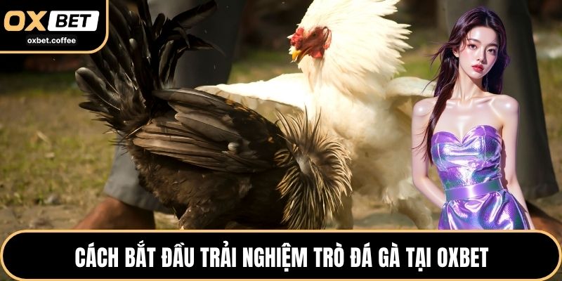 Cách bắt đầu trải nghiệm trò đá gà tại OXBET